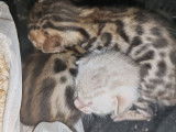 À réserver, 4 chatons Bengals LOOF, nés en août 2025, 3 mâles et 1 femelle
