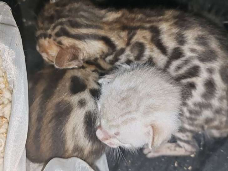 À réserver, 4 chatons Bengals LOOF, nés en août 2025, 3 mâles et 1 femelle