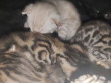 À réserver, 4 chatons Bengals LOOF, nés en août 2025, 3 mâles et 1 femelle