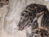 À réserver, 4 chatons Bengals LOOF, nés en août 2025, 3 mâles et 1 femelle