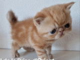 2 chatons mâles Exotic Shorthairs à réserver, roux, nés en août 2025, LOOF