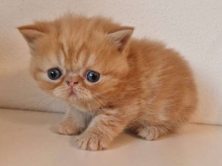 2 chatons mâles Exotic Shorthairs à réserver, roux, nés en août 2025, LOOF