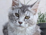 Une chatonne Maine Coon LOOF à vendre, née en février 2025, black tortie ticked tabby
