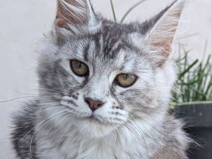 Une chatonne Maine Coon LOOF à vendre, née en février 2025, black tortie ticked tabby