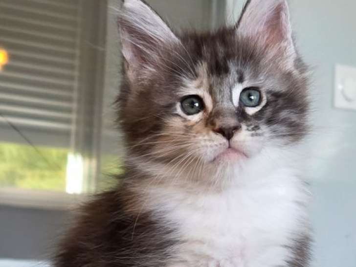 À réserver, 2 chatons Maine Coons LOOF de juillet 2025, 1 mâle et 1 femelle