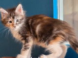 À réserver, 2 chatons Maine Coons LOOF de juillet 2025, 1 mâle et 1 femelle