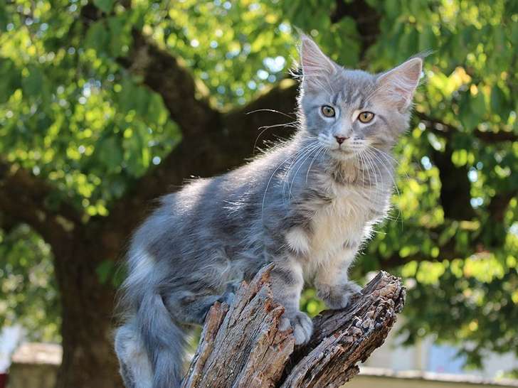 1 chaton mâle Maine Coon LOOF à vendre, né en avril 2025, blue blotched tabby