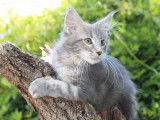 1 chaton mâle Maine Coon LOOF à vendre, né en avril 2025, blue blotched tabby