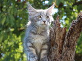 1 chaton mâle Maine Coon LOOF à vendre, né en avril 2025, blue blotched tabby