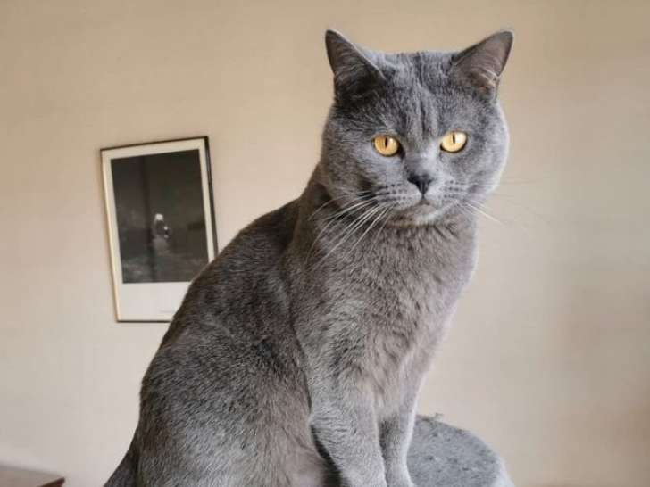 Chat Chartreux LOOF à vendre pour reproduction, né en décembre 2021