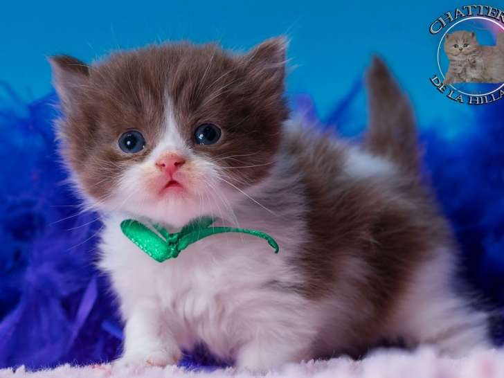 À réserver, chatons British Shorthairs & Longhairs LOOF d’août 2025, plusieurs couleurs