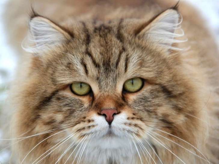 Un chat Sibérien castré à vendre, brown spotted tabby LOOF