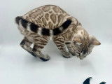 À vendre, 1 chaton mâle Bengal seal Silver sépia (LOOF)