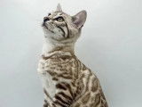 À vendre, 1 chaton mâle Bengal seal Silver sépia (LOOF)