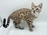 À vendre, 1 chaton mâle Bengal seal Silver sépia (LOOF)