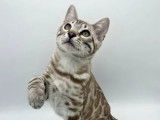 À vendre, 1 chaton mâle Bengal seal Silver sépia (LOOF)
