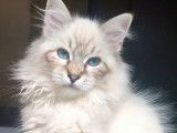 1 chaton mâle Sibérien LOOF à vendre