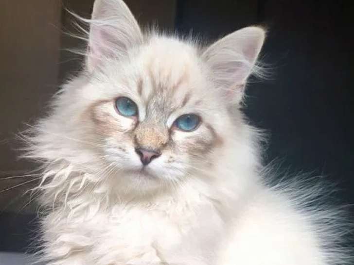 1 chaton mâle Sibérien LOOF à vendre