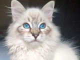 1 chaton mâle Sibérien LOOF à vendre