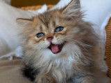 4 chatons Persans LOOF à vendre