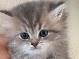 2 chatons British Longhair LOOF à réserver