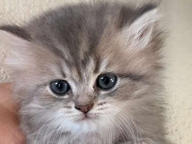 2 chatons British Longhair LOOF à réserver
