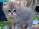 2 chatons British Longhair LOOF à réserver