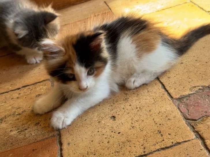 4 chatons Maine Coon LOOF disponibles à la réservation