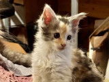 4 chatons Maine Coon LOOF disponibles à la réservation
