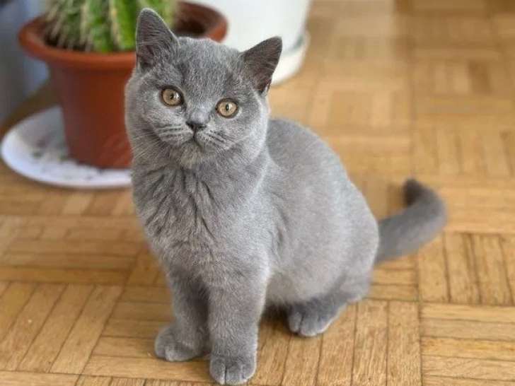 Chaton British Shorthair femelle LOOF à vendre