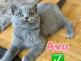 Chaton British Shorthair femelle LOOF à vendre