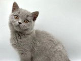 Chaton British Shorthair femelle LOOF à vendre