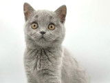 Chaton British Shorthair femelle LOOF à vendre