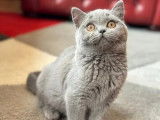Chaton British Shorthair femelle LOOF à vendre