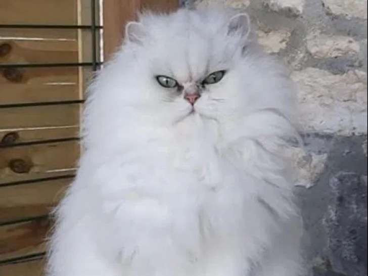 Chat adulte femelle Persan à réserver (LOOF)