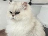 Chat adulte femelle Persan à réserver (LOOF)