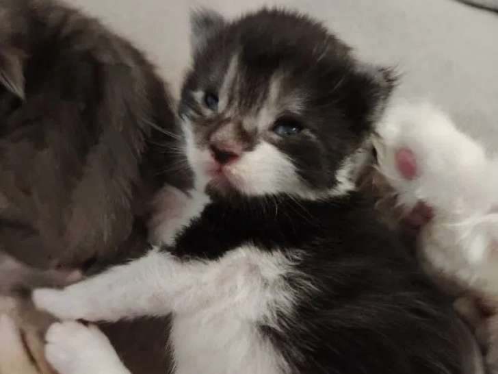 5 chatons Maine Coon LOOF à réserver