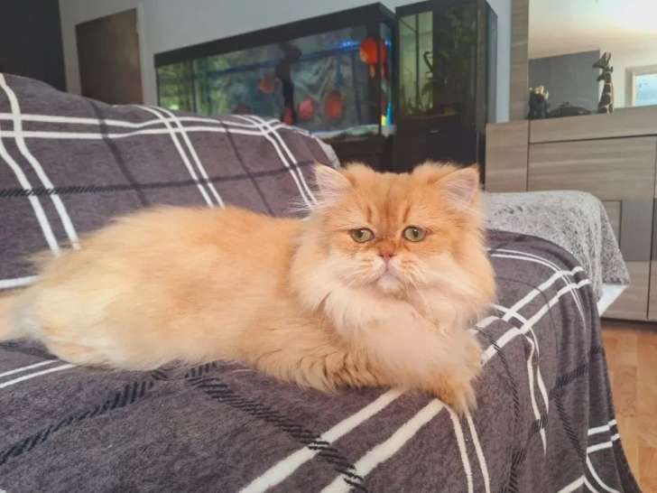 Chat mâle British Longhair Golden Shaded LOOF à vendre