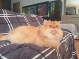 Chat mâle British Longhair Golden Shaded LOOF à vendre
