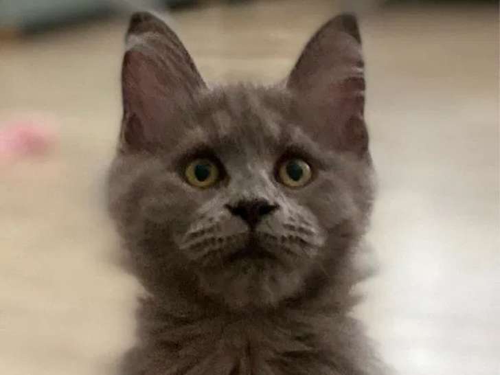 Chatons Maine Coon standard et polydactyle à vendre (LOOF)
