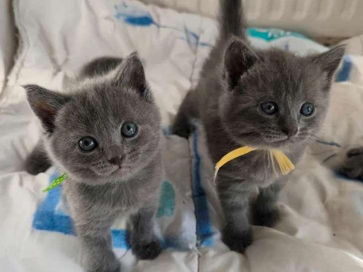 4 chatons Chartreux LOOF à réserver