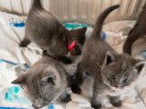 4 chatons Chartreux LOOF à réserver
