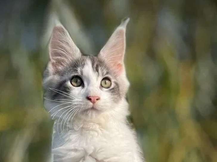 2 chatons mâles Maine Coon LOOF à vendre