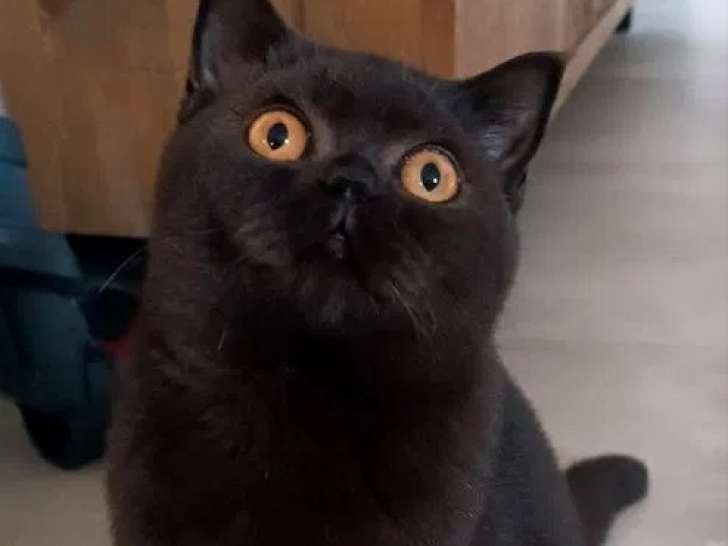 2 chatons British Shorthair LOOF à vendre