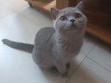 2 chatons British Shorthair LOOF à vendre
