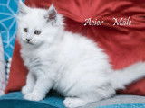 5 chatons Maine Coon Shaded à réserver (LOOF)