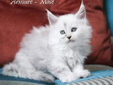 5 chatons Maine Coon Shaded à réserver (LOOF)