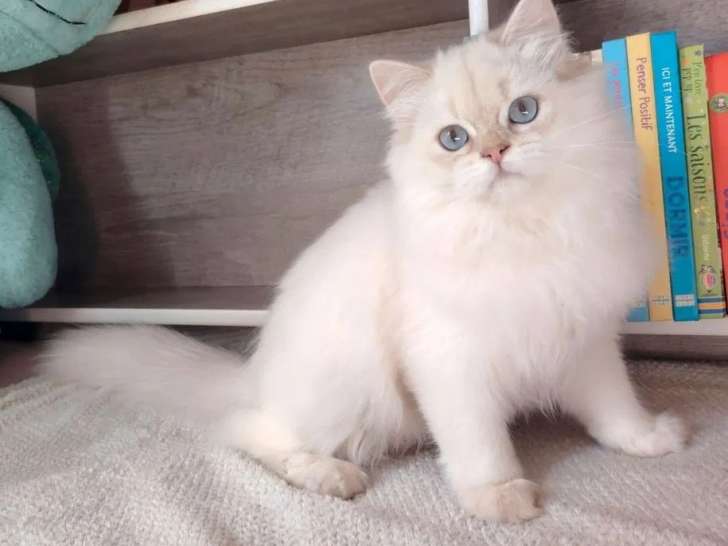 Chaton British Longhair femelle LOOF à vendre