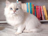 Chaton British Longhair femelle LOOF à vendre