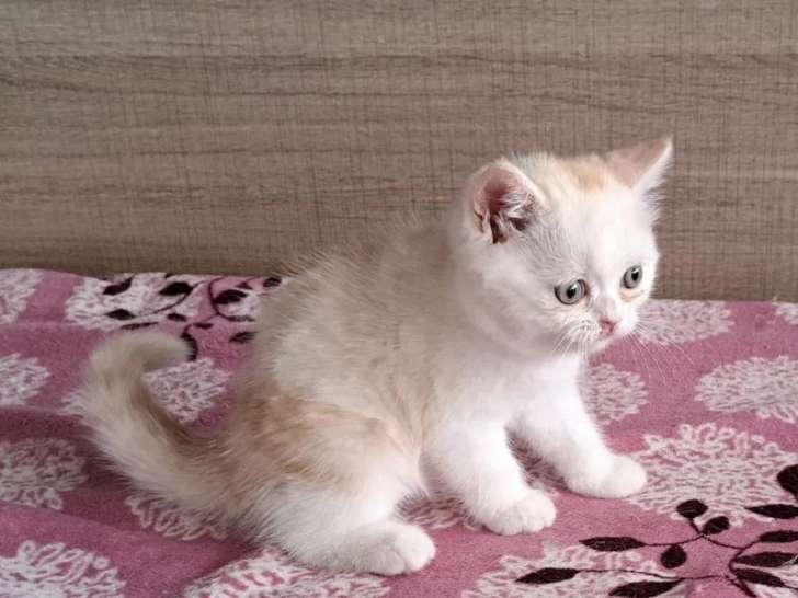 3 chatons Scottish Straight mâles disponibles à la vente (LOOF)